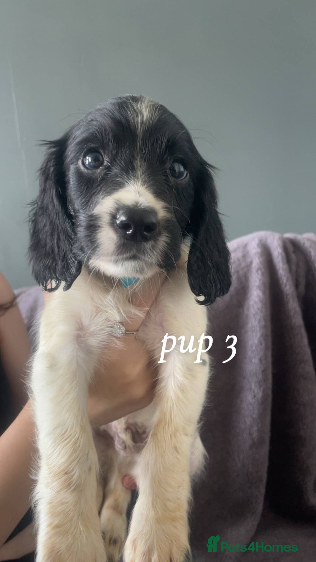 Sprocker dogs for sale: Sprocker spaniels  - Image 2