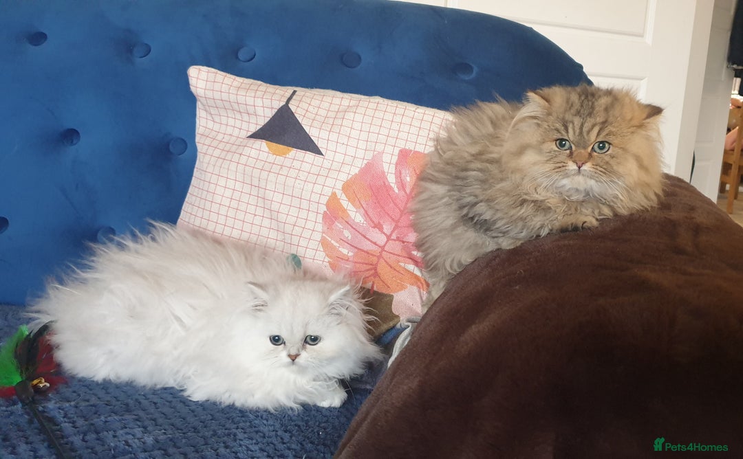 Persian cats for sale: 💖Beautiful Pedigree Chinchilla Persian Kittens. - Advert 9