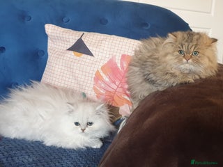 Persian cats 💖Beautiful Pedigree Chinchilla Persian Kittens. - Advert 1