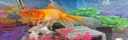 Other/Mixed Breed fish for sale: Solid Oak Fish Tank Cabinet  in Caerphilly - Advert 7