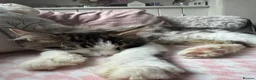 Maine Coon cats for sale: Last boy!!  - Advert 6