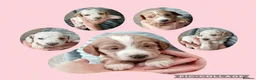 Cockapoo dogs for sale: F2 cockapoos  - Advert 8