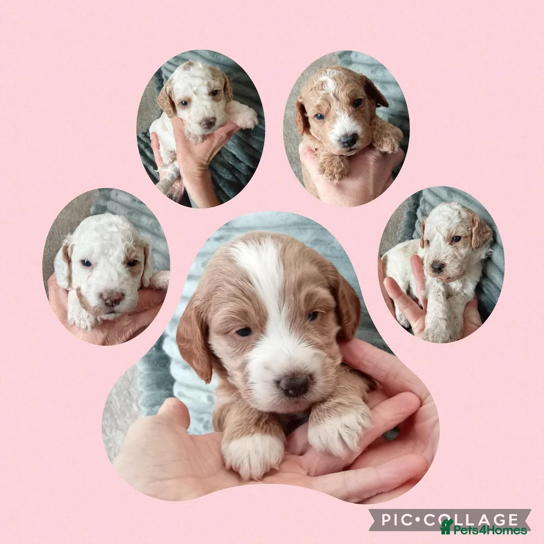 Cockapoo dogs for sale: F2 cockapoos  - Advert 8