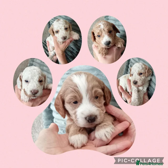 F2 cockapoos for sale in Boldon Colliery | Pets4Homes