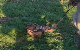 Miniature Dachshund dogs for sale: Female Chocolate tan dapple  - Image 10