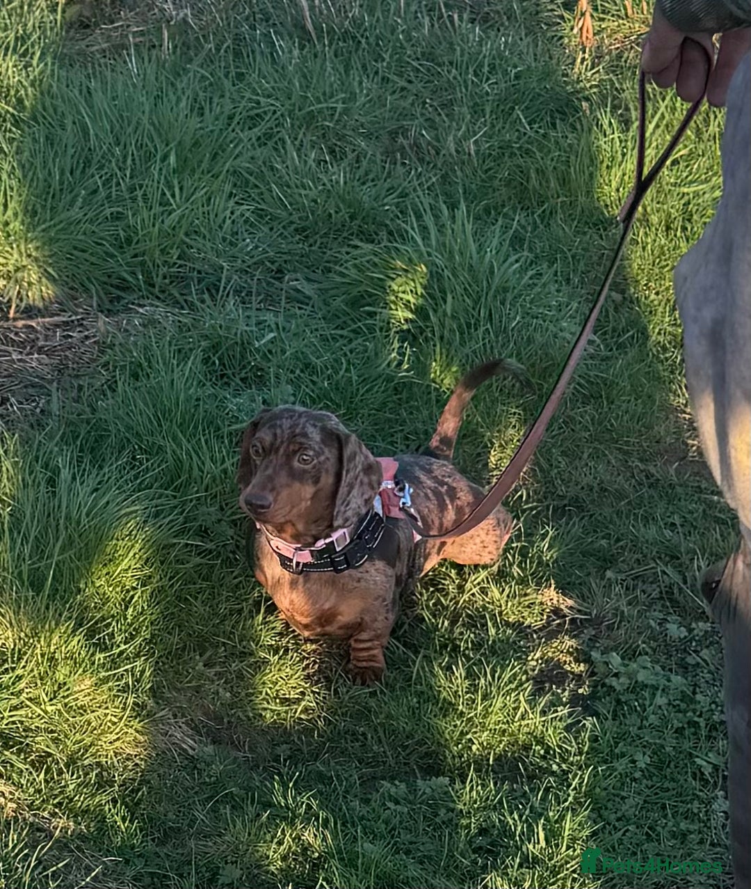 Miniature Dachshund dogs for sale: Female Chocolate tan dapple  - Image 10
