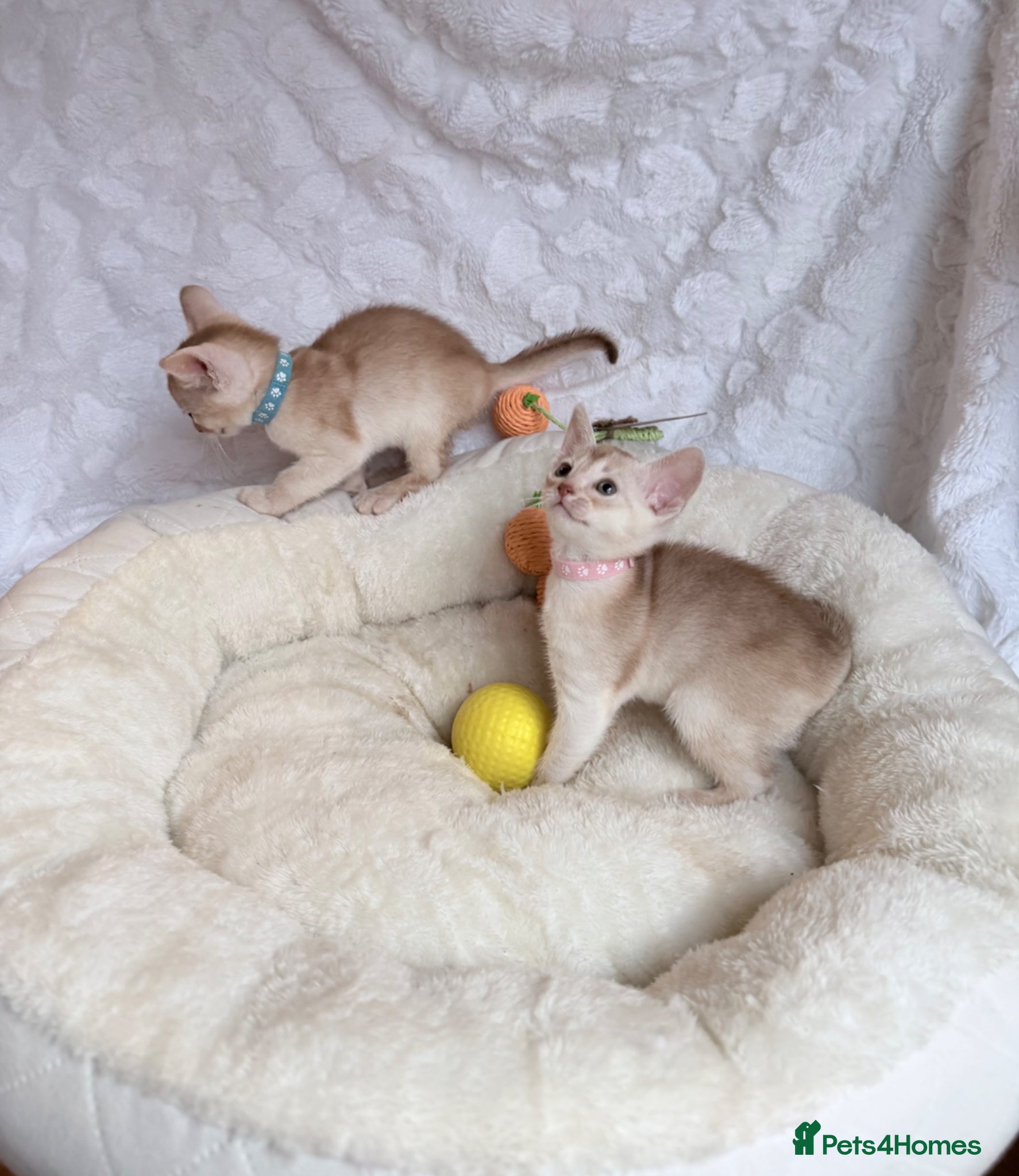 Abyssinian cats for sale: 🏆✨ CHAMPION Silver Cinnamon  Abyssinian  ✨🏆❤️ - Advert 12