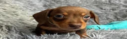 Miniature Dachshund dogs for sale: KC reg, PRA Clear Beautiful Natured Pups - Advert 14
