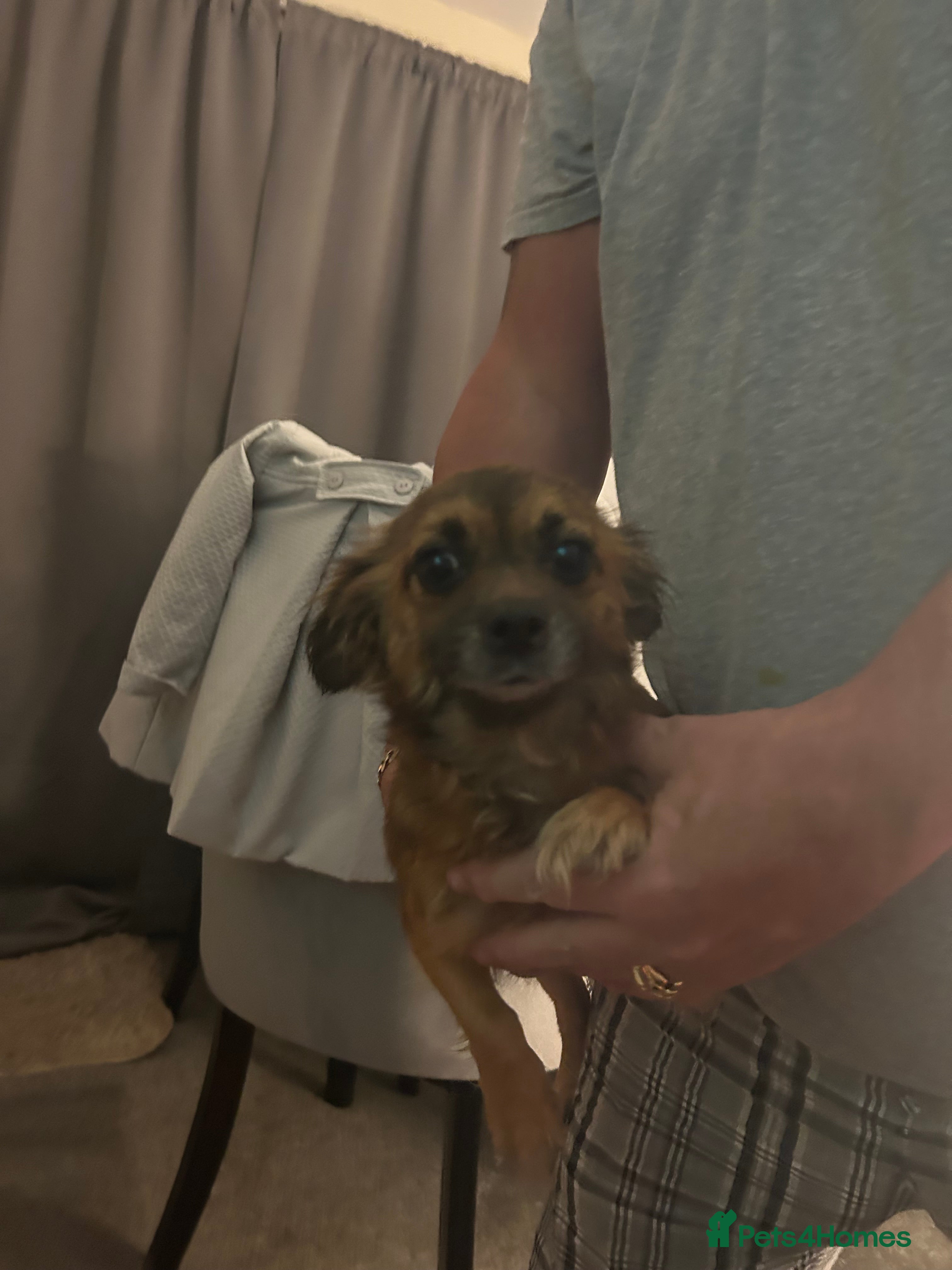 Mixed Breed dogs Chihuahua x terrier  - Advert 1