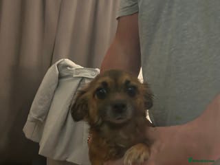 Mixed Breed dogs Chihuahua x terrier - Advert 1