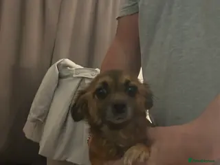 Mixed Breed dogs Chihuahua x terrier - Advert 18