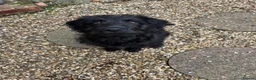 Mixed Breed dogs for sale: Labradoodle  in Verwood - Advert 4