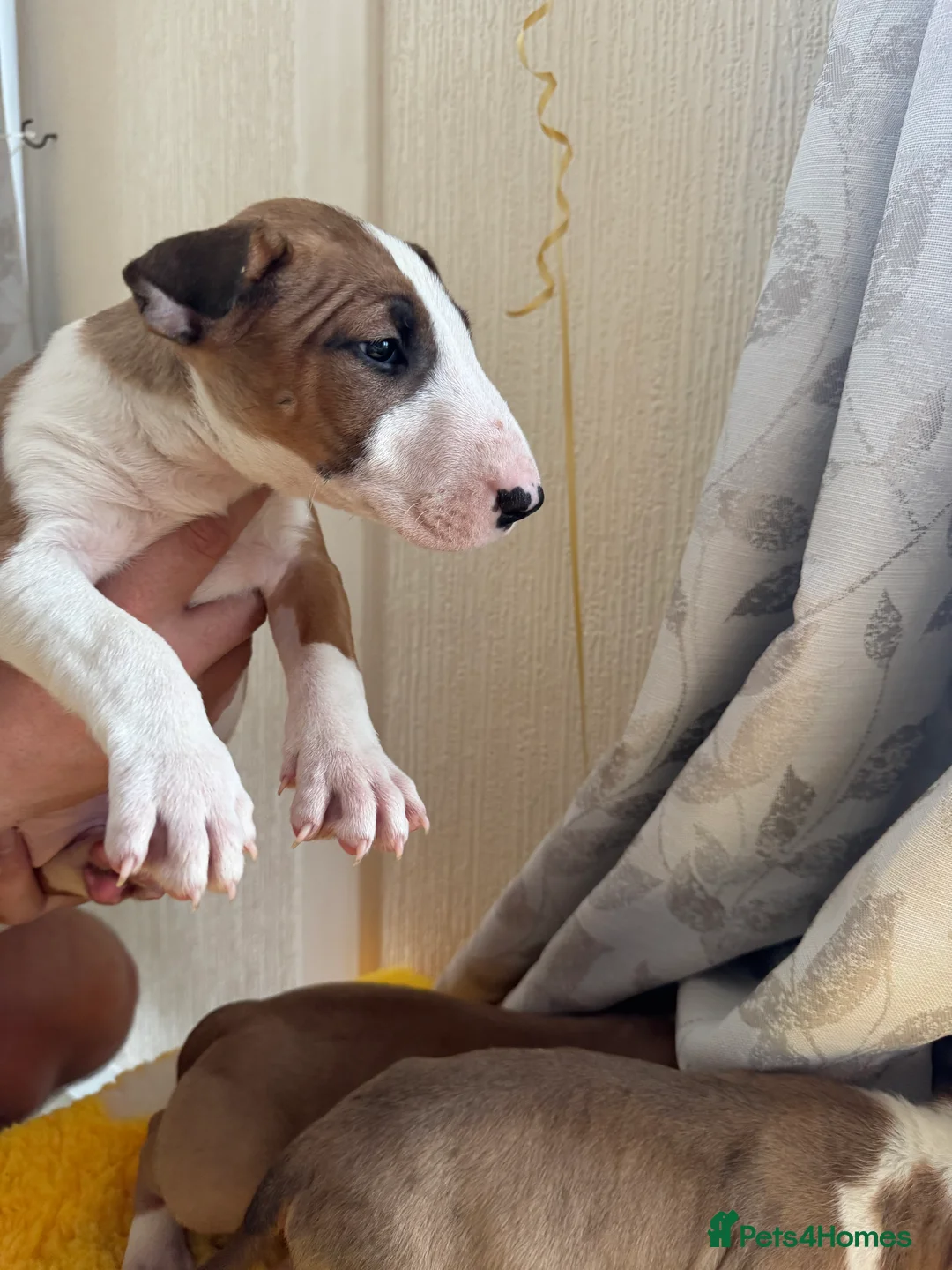 Bull Terrier dogs for sale: Stunning KC Registered 5* Bull Terrier Pups - Advert 10