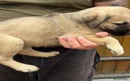 Mastiff dogs for sale: Serbian defense dogs  - Image 3