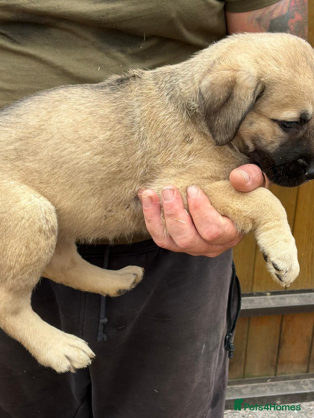 Mastiff dogs for sale: Serbian defense dogs  - Image 3