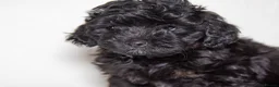 Havapoo dogs for sale: 3 Havapoo. 5 star breeder. - Advert 22