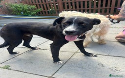Mixed Breed dogs for adoption: Vito - Norwich Norfolk  - Image 14