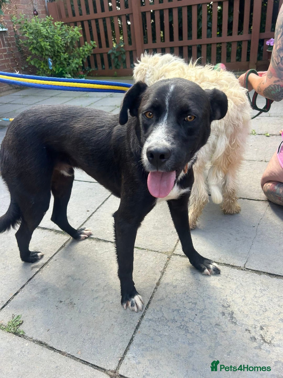 Mixed Breed dogs for adoption: Vito - Norwich Norfolk  - Image 14