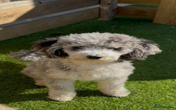 Cockapoo dogs for sale: Beautiful litter of parti and solid Cockapoos - Image 14