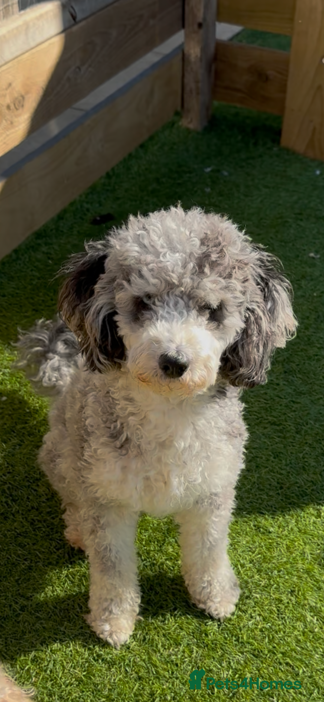 Cockapoo dogs for sale: Beautiful litter of parti and solid Cockapoos - Image 14
