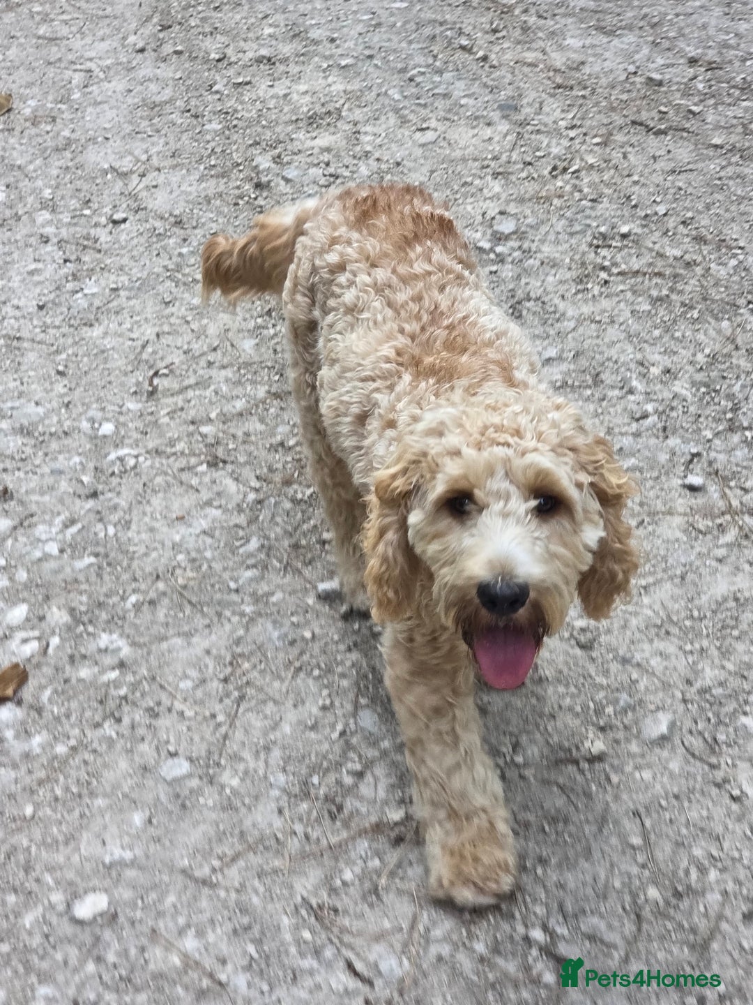 Cockapoo dogs for sale: Benji the cockapoo  - Advert 2