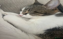 British Shorthair cats for sale: Free to good home  - Image 1