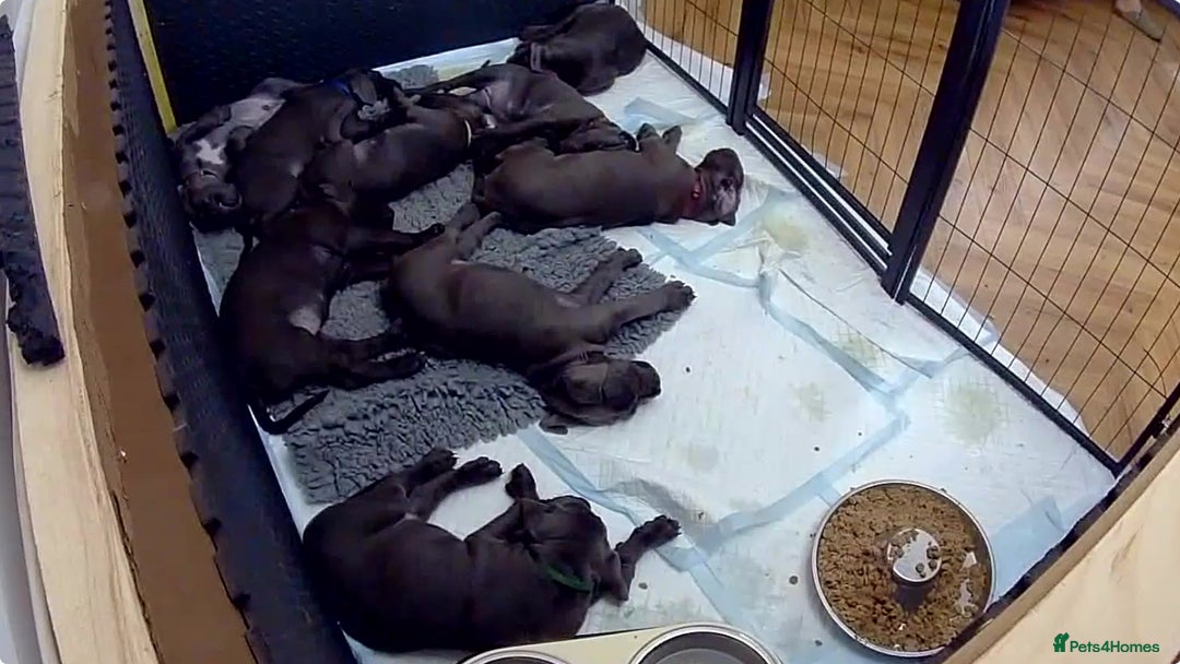 Cane Corso dogs for sale: cane corso puppies  - Image 21