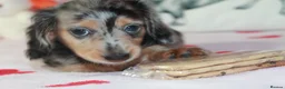 Dachshund dogs for sale: Beautiful puppies dachshund miniature longhaired  - Advert 13