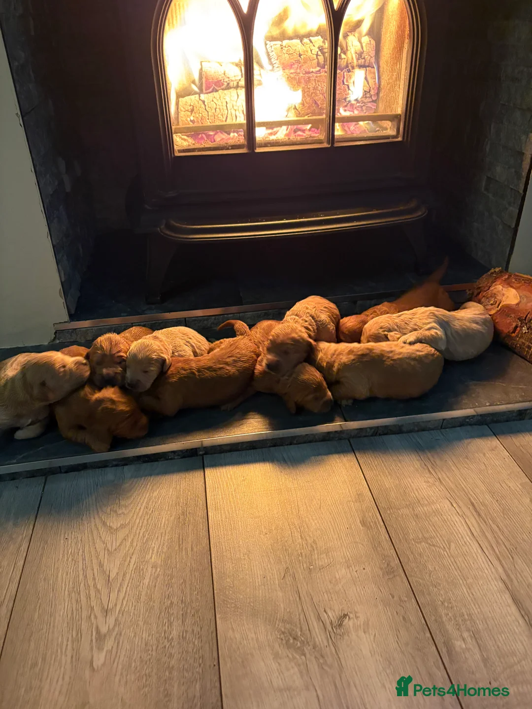 Mini Goldendoodle dogs for sale: Are Gorgeous golden doodle puppies 🐶 - Advert 3