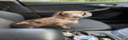 Jackshund dogs for sale: Jackhaunds miniature little - Advert 5