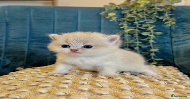 British Shorthair cats - Advert 6