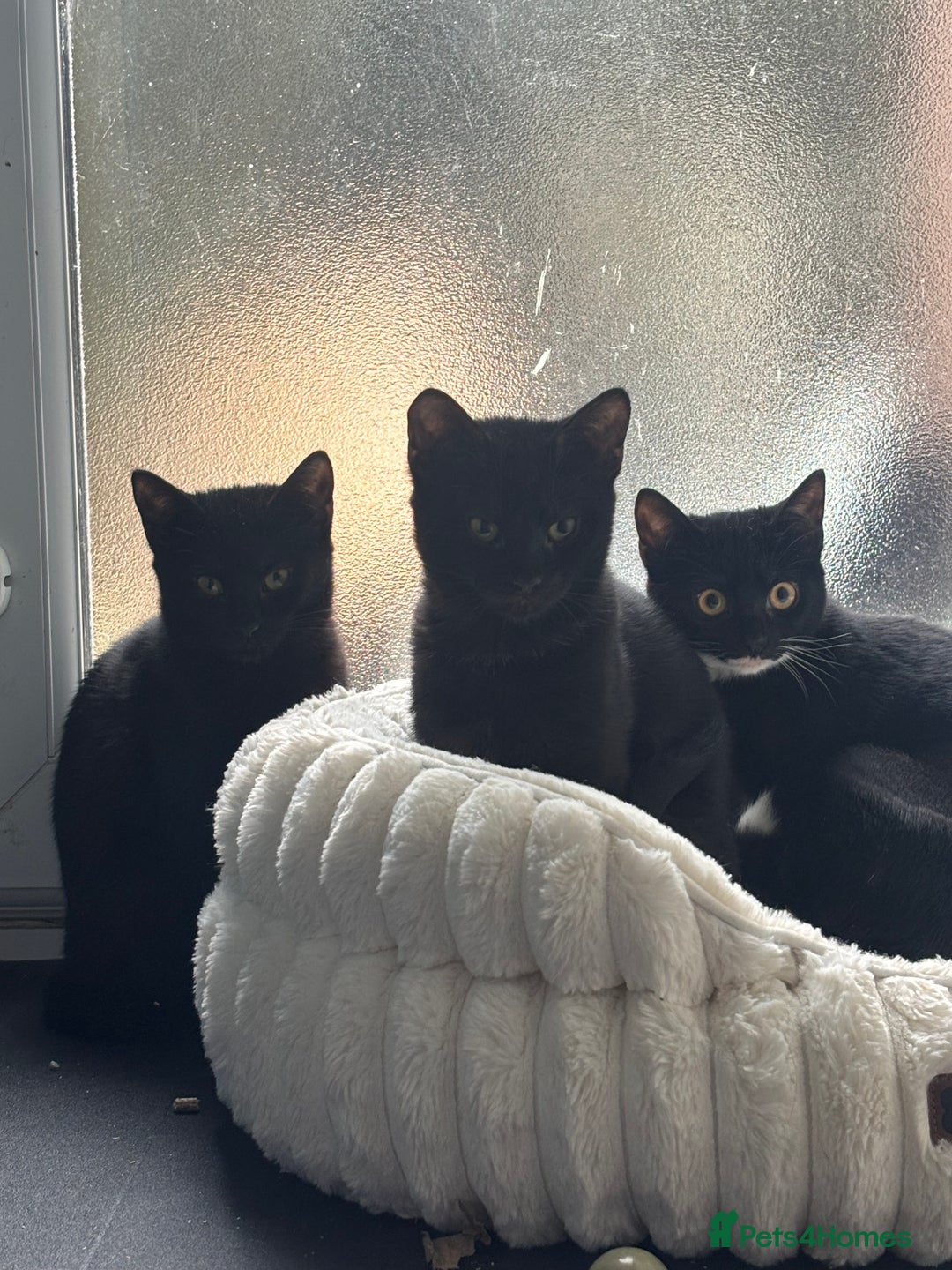 Domestic Shorthair cats for adoption: Adopt from Cats in Crisis East London  - Advert 8