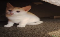 Mixed Breed cats for sale: 3 kittens for sale  - Image 4