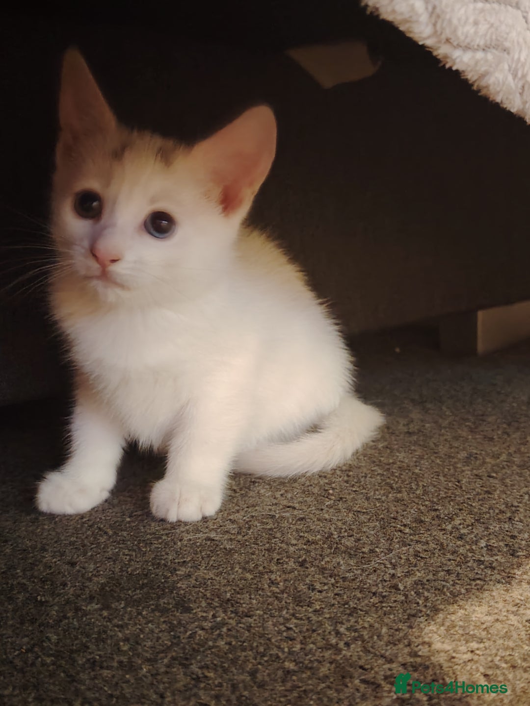 Mixed Breed cats for sale: 3 kittens for sale  - Image 4