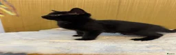 British Shorthair cats for sale: Beautiful Rusty Tabby kittens - Advert 6