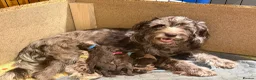 Cockapoo dogs for sale: Stunning cockapoo litter in Burgess Hill - Advert 8