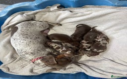 Miniature Dachshund dogs for sale: 6 Miniature Dachshund babies - Image 21