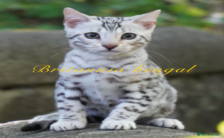 Bengal cats - Advert 9