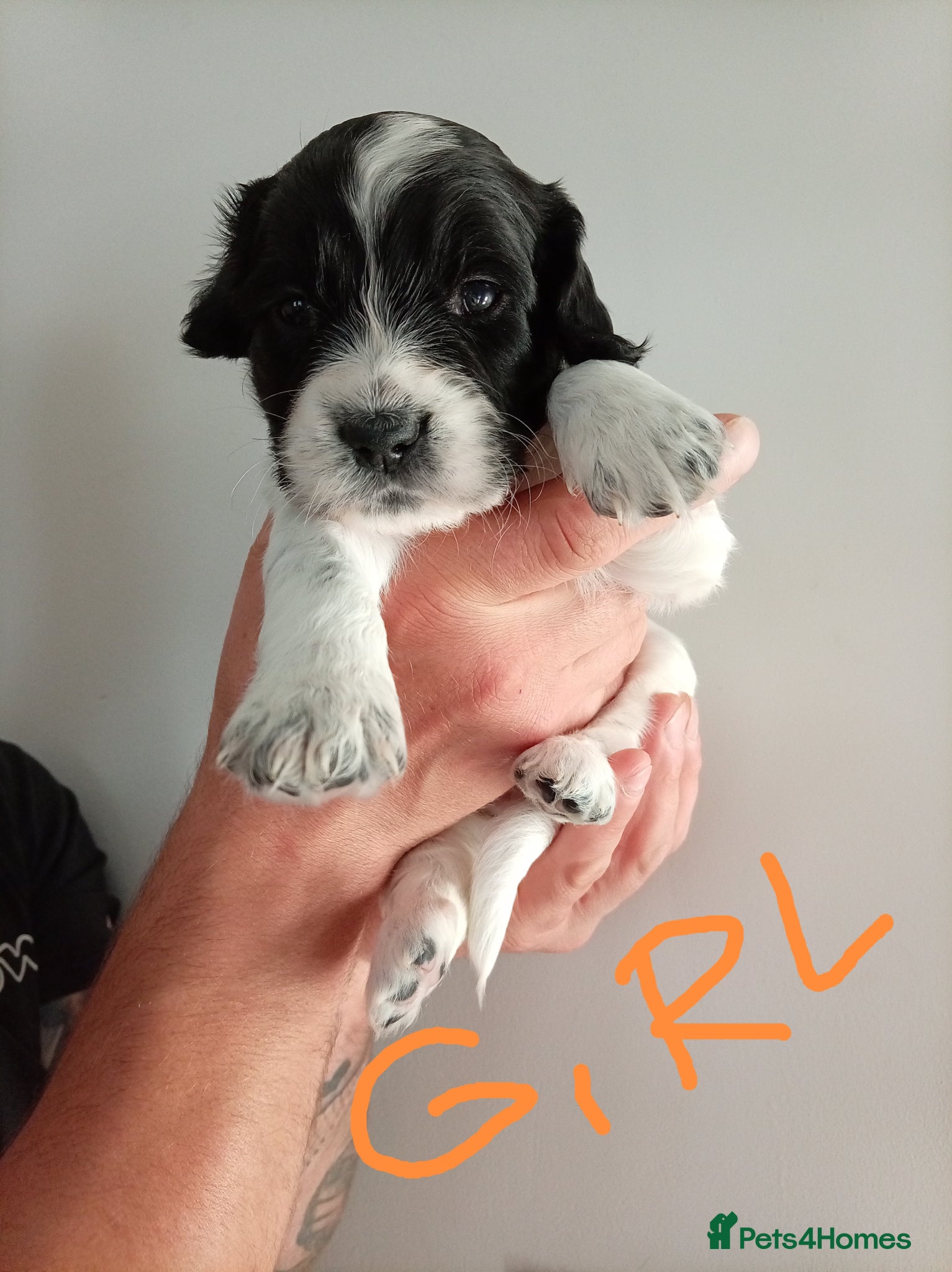 English Springer Spaniel dogs for sale: Springiel spaniel  - Advert 7