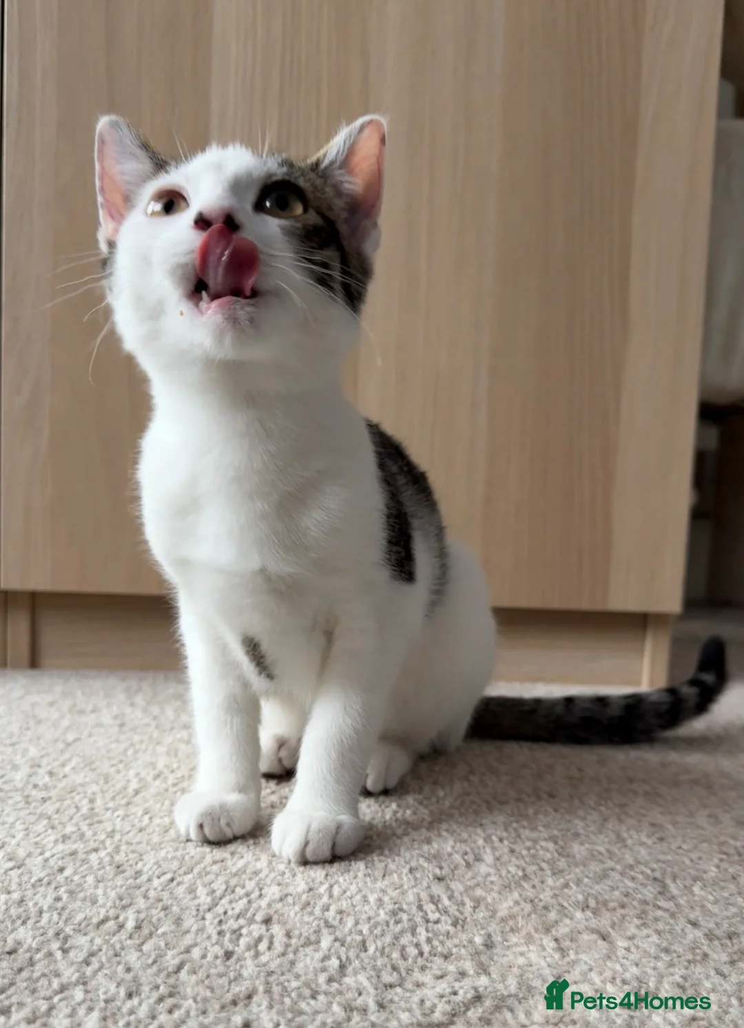 Mixed Breed cats for sale: White and Grey Tabby mixed.  - Advert 2