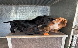 Cocker Spaniel dogs for stud: Genuine Working Cocker Spaniel Stud - Image 3