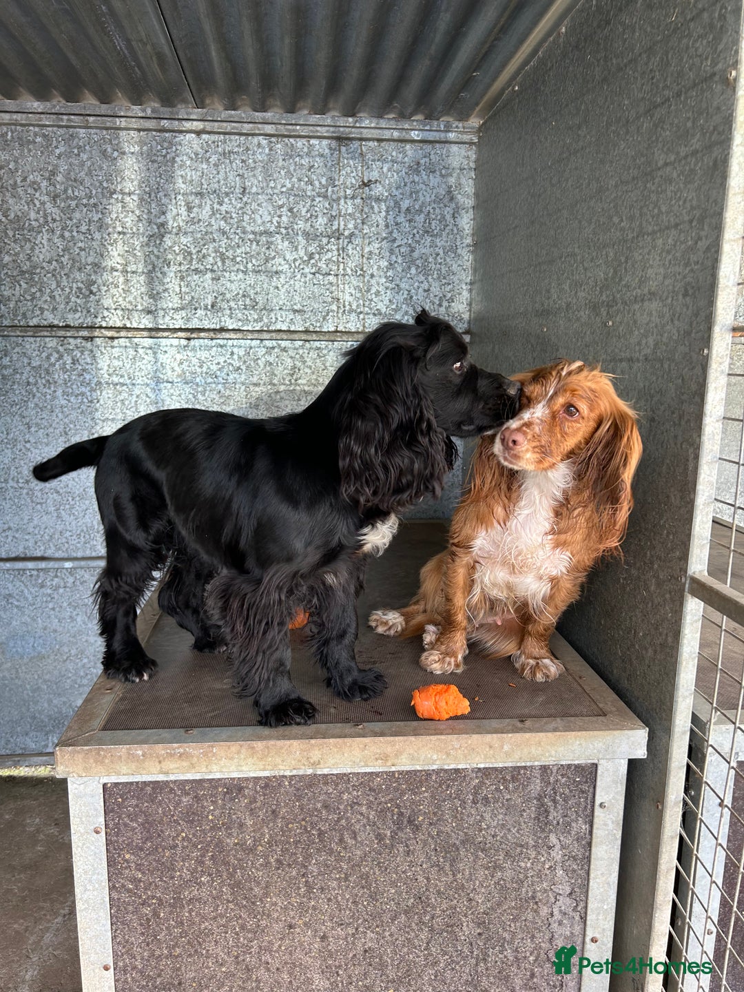 Cocker Spaniel dogs for stud: Genuine Working Cocker Spaniel Stud - Image 3