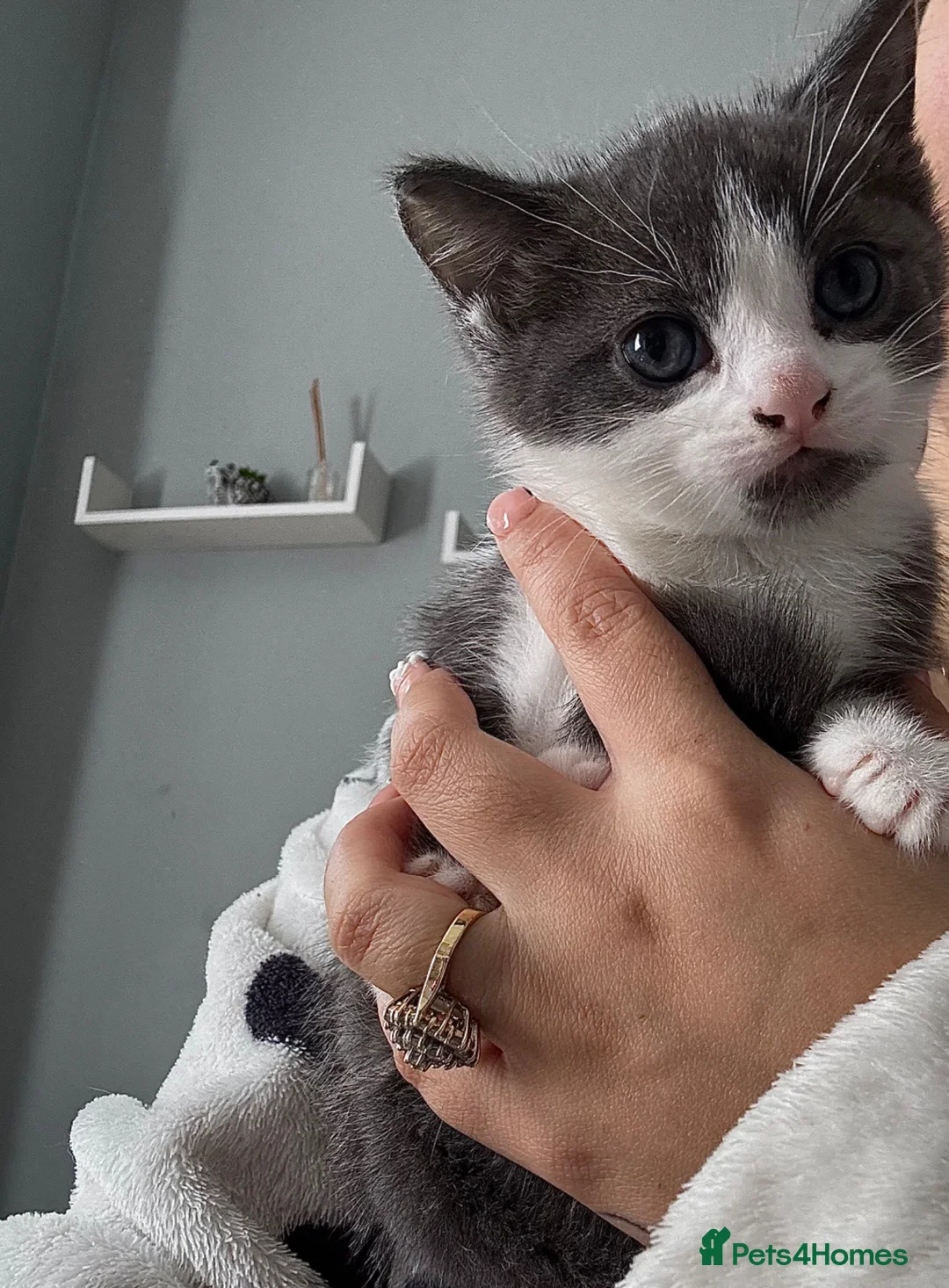 Mixed Breed cats for sale:  1 Blue Grey & tuxedo British Shorthair Mix in Bradford - Advert 2