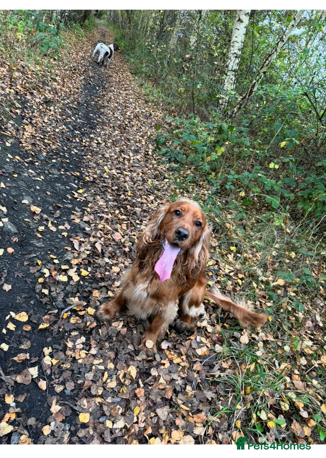 Cocker Spaniel dogs for stud: Proven Beautiful cocker stud available ❤️ in Barnsley - Advert 8