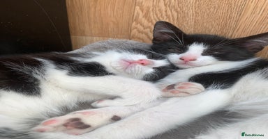 Mixed Breed cats - Advert 3