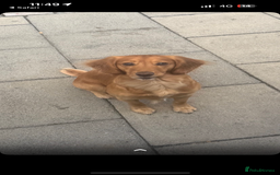 Cockapoo dogs for sale: 5 f1 cockerpoo puppies  - Image 9