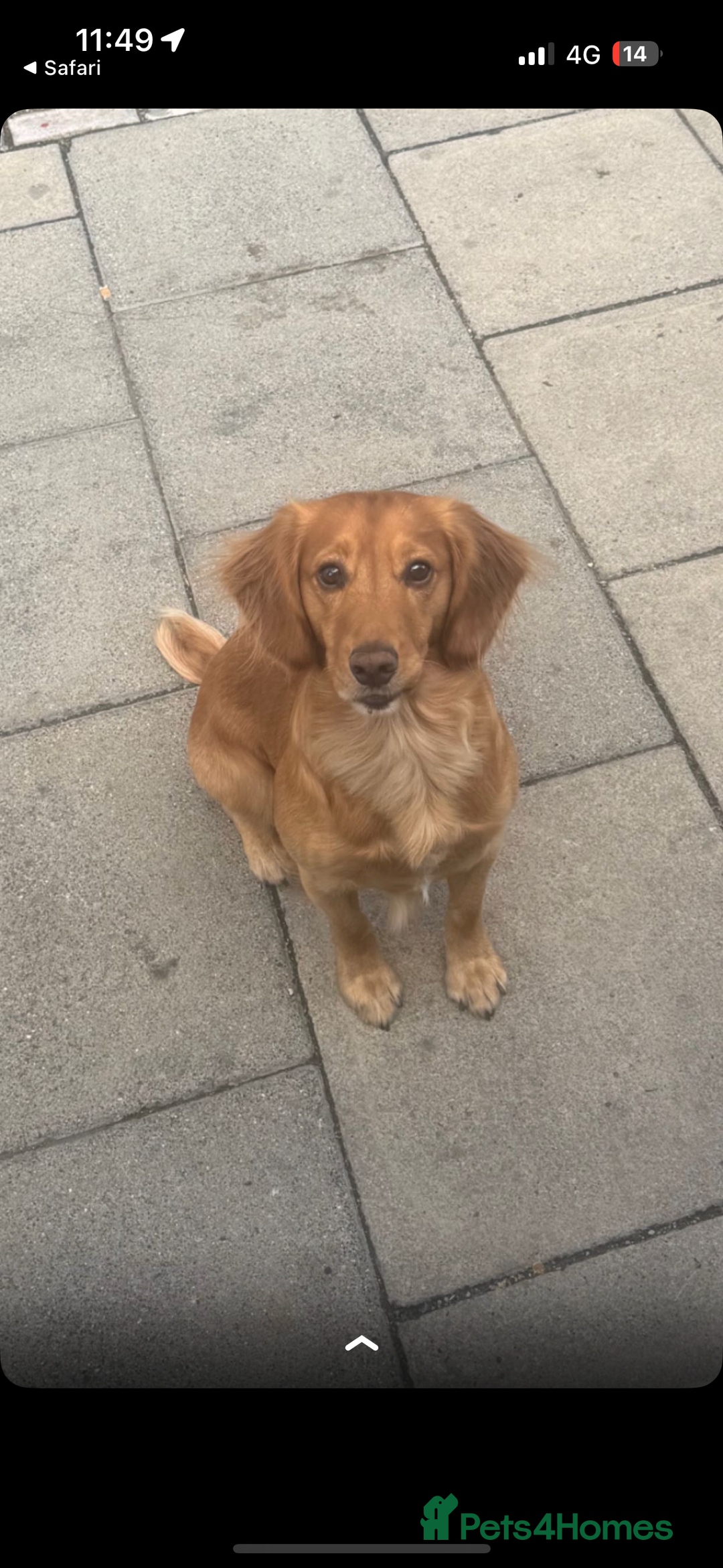 Cockapoo dogs for sale: 5 f1 cockerpoo puppies  - Image 9