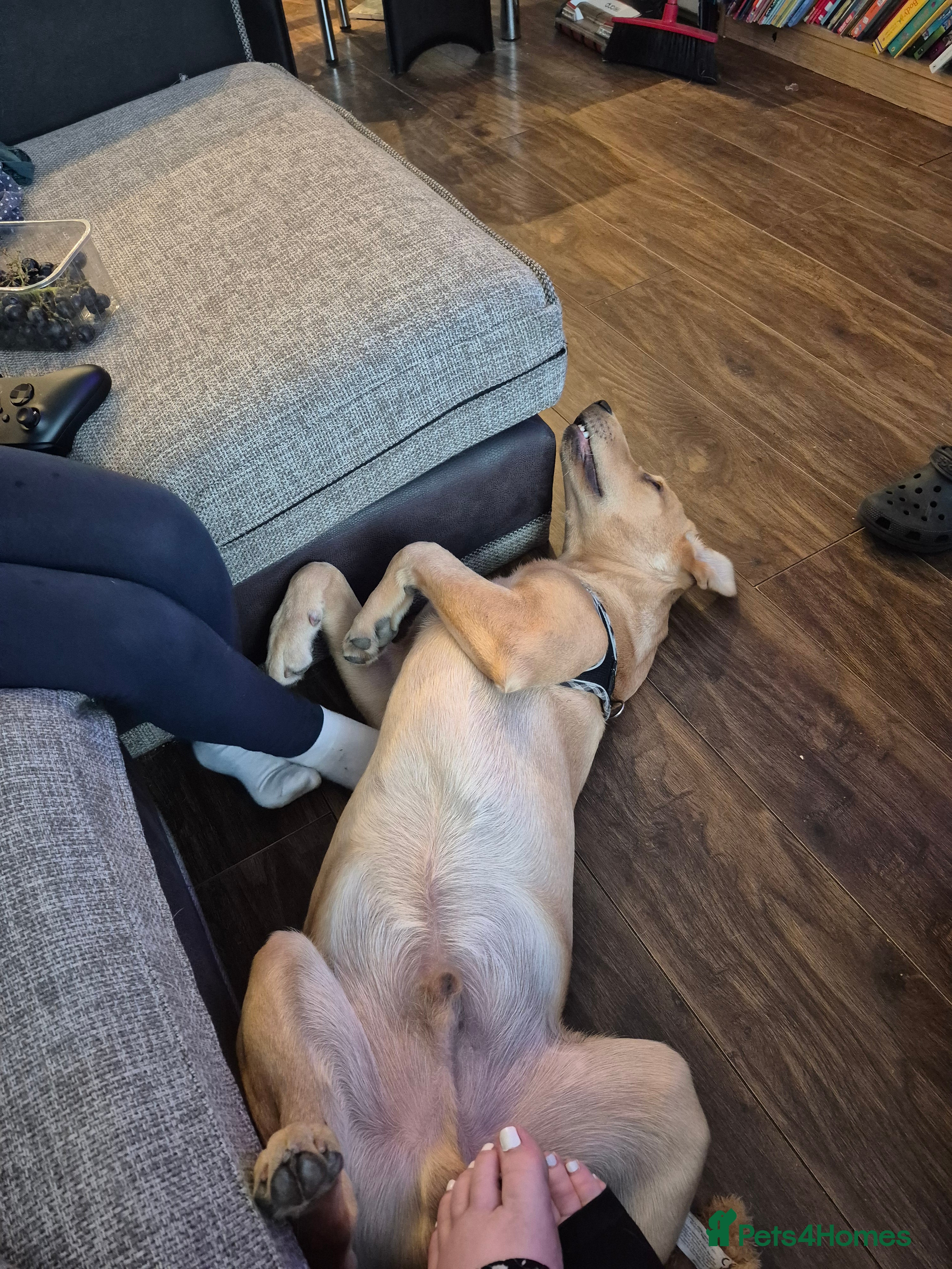 Labrador Retriever dogs Melvin - Advert 1