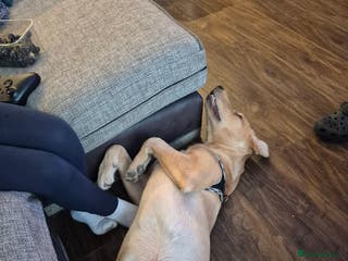 Labrador Retriever dogs Melvin - Advert 19