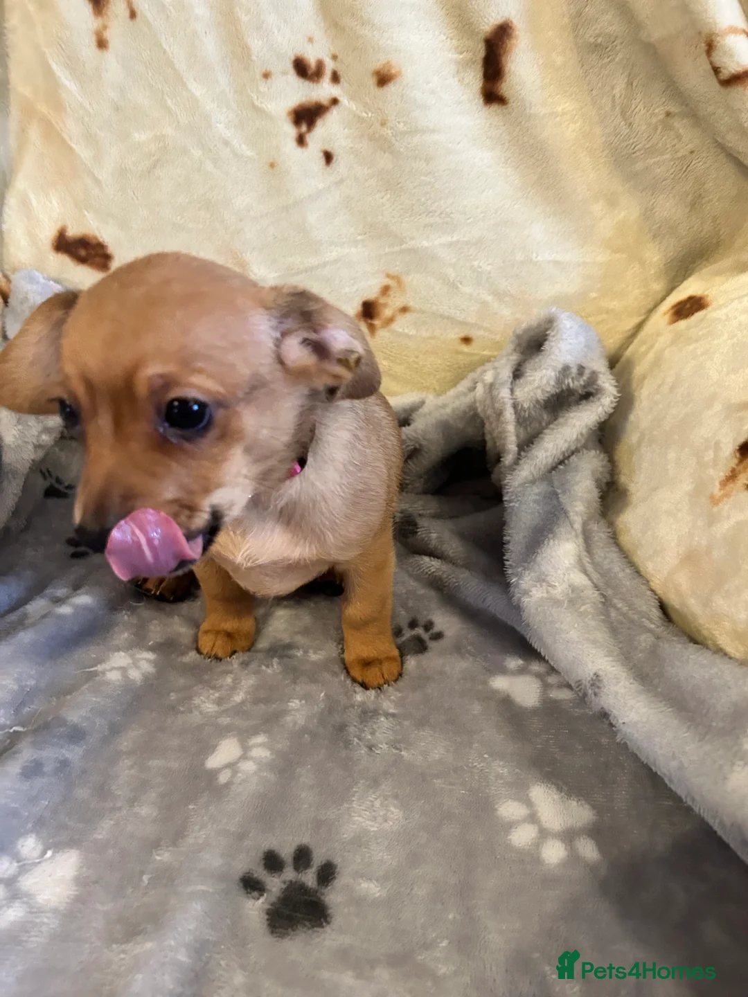 Mixed Breed dogs for sale: dachshund/Pomeranian x - Advert 7